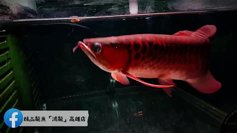 紅龍魚可以吃嗎|紅龍魚吃什麼，投食要注意什麼精選